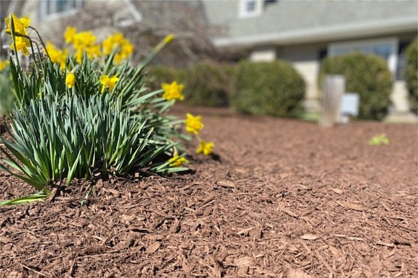 Mulching and Plantings